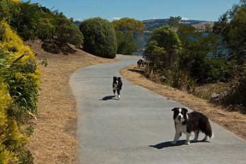 Naklejka na ściany i meble Three dogs in Taupo Lakefront Reserve in Taupo,Waikato Region on North Island of New Zealand 