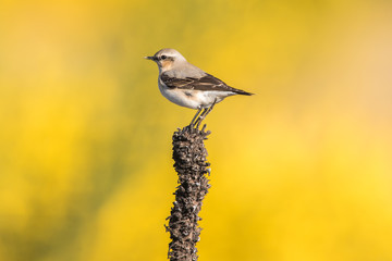 Common wheatear (Oenanthe oenanthe)