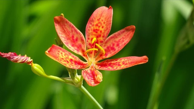 Leopard Lily in full bloom .Belamcanda chinensis.Flower petals with moving , changing patterns. 2d Visual effect  , fx. Living photo , cinemagraph style animation . Timelapse effect