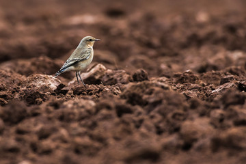 Common wheatear (Oenanthe oenanthe)