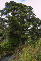 Big trees on Mangawhero Trail in Ohakune,Manawatu-Wanganui Region on North Island of New Zealand
