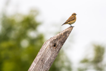 Common wheatear (Oenanthe oenanthe)