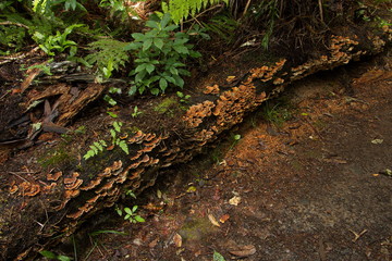 Obraz premium Forest on Mangawhero Forest Walk in Ohakune,Manawatu-Wanganui Region on North Island of New Zealand 