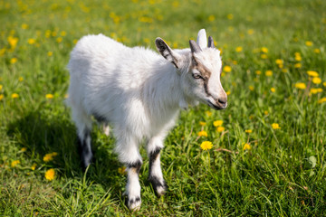 Obraz premium a small kid stands in a flower field in spring