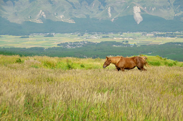 熊本・阿蘇 草原を歩く馬