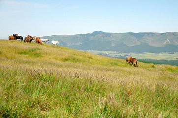 熊本・阿蘇 草原を歩く馬と待つ馬たち