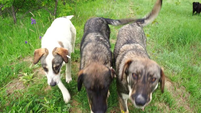 pack of wild dogs in field. sterilization and chipping of homeless animals.