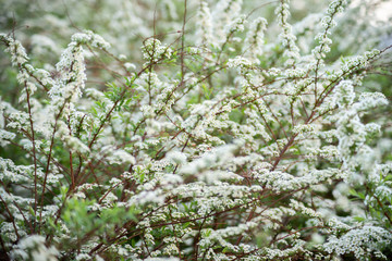 Spiraea prunifolia an upright medium-sized clumping deciduous shrub with arching branching