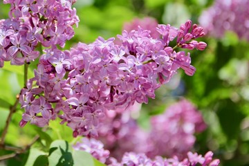 Le lilas © Caroline