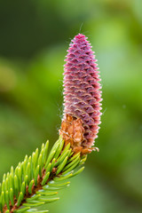 Rare coniferous plants. Blooming tree Spruce Acrocona (Picea abies Acrocona), the cones look like a pink rose. Soft needles of pale green colour.