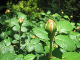 バラ（チャールズ ダーウィン）