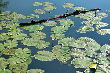 Water lily leaves and dry branch floating on water surface