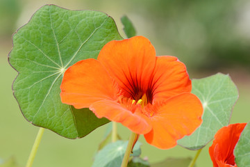 garden nasturtium flowering in the nature