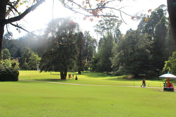 botanical garden, ooty, tamil nadu