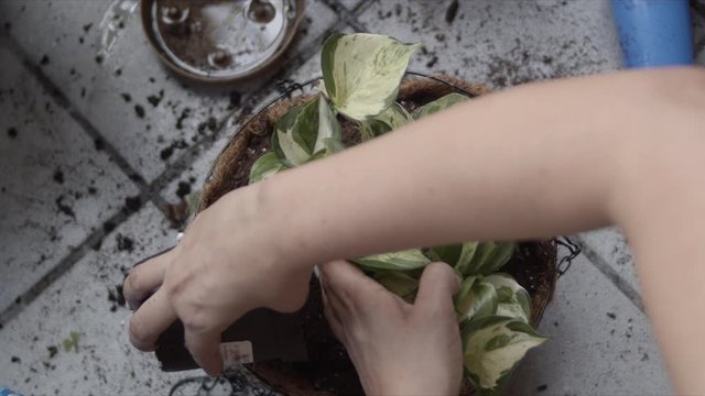 Hands of anonymous woman transplanting plant in larger pot