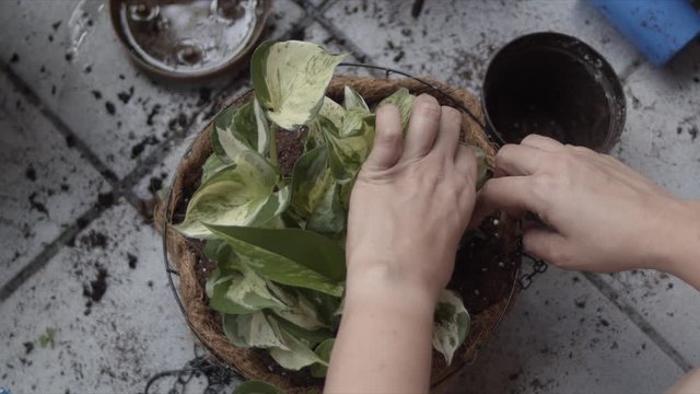 Human hands take care of transplanted plant in larger pot. Static shot