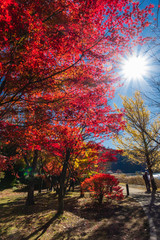 Maple trees with coloured leaves in autumn. Countryside landscape at Kawaguchiko Lake from Yamanashi , Japan.