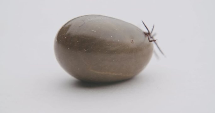 A fat tick laying on the back on a white underground slowly moving. Tick fell of a dog after sucking blood. Commercial softlight from the top. Small legs of the tick moving.
