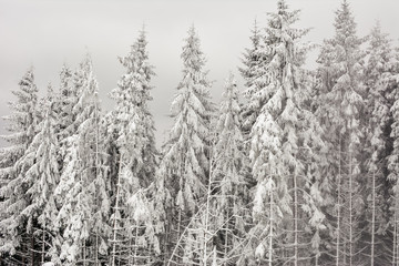 Obraz premium Winter forest with snow-covered fir trees high in the mountains. 