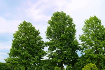 新緑　爽やか　空　風景　栃木