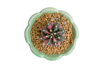 Isolated Top view image Pink Switched Green castas  in clay pots on a white background with clipping path.