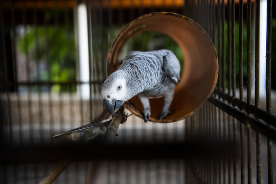 Caged African Grey Parrot