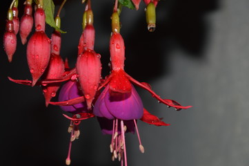 Forest flower found in joint place of Tamil Nadu and Kerala 