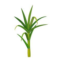 Leaf sugar cane vector icon.Cartoon vector icon isolated on white background leaf sugar cane.