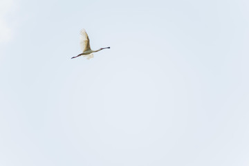 Fliegender Löffler
