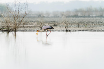 Storch stolziert im Wasser in Afrika