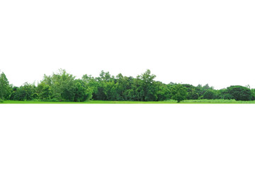 Obraz premium View of a High definition Treeline isolated on a white background