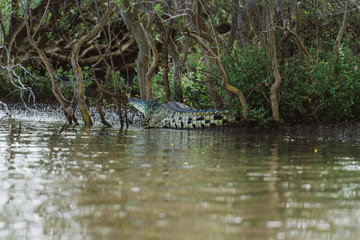 Krokodil im fluss in Afrika
