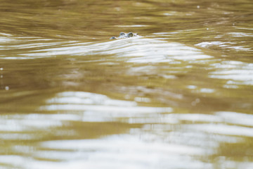 Krokodil in dreckigem Wasser in Afrika