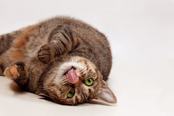 Cute little tabby cat tumbles on light background, licking with its pink tongue. Concept of natural yummy for pets, organic food, raw diet. Copy space for advertisement.