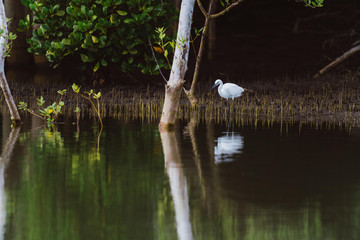 Weißer Vogel am Flussrand