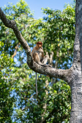Wild Proboscis monkey or Nasalis larvatus, in rainforest of Borneo, Malaysia