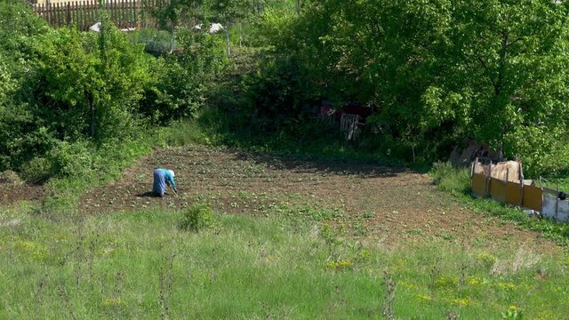 Woman digs ground around vegetables - (4K)