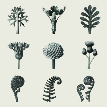 Black and white macro plant photography set vector