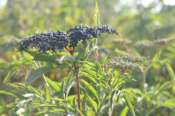 nature is resting from people