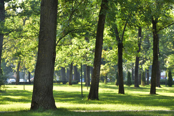 Fototapeta na wymiar Trees in park in the summer