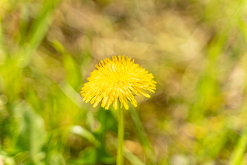 yellow dandelion on a blurry background