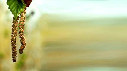 Buds of the birch tree. Birch buds against the background of a blurred forest. Birch earrings are located on the left The background is blurred. Close-up. Banner. A place for text. Copy space