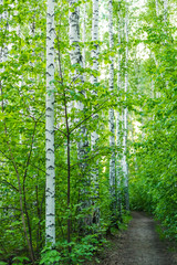 Path among birches in the spring forest