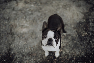 Boston terrier in a meadow in the city