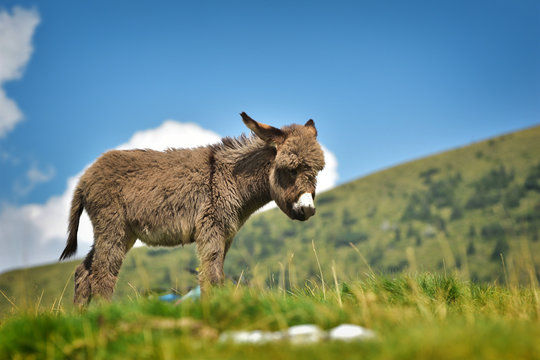 Baby donkey against a dark blue sky