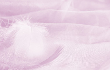 Gentle feathers on tulle draped background in pink tones