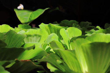 Water lettuce floating plant in the pond