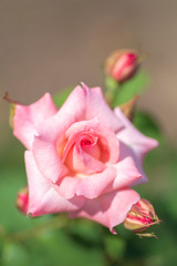 pink rose in the garden