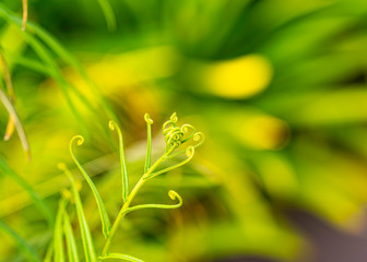 the roll end of leaf with green background