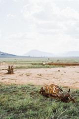 Tierskelett in afrikanischer Savanne